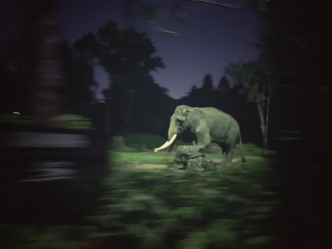 Color photograph of an elephant.