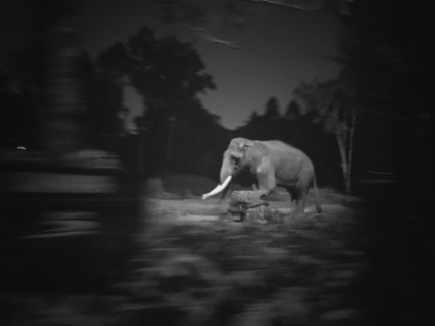 Grayscale photograph of an elephant.